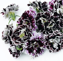 Load image into Gallery viewer, Edible flower seedlings
