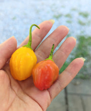 Load image into Gallery viewer, Pepper seeds (local delivery)
