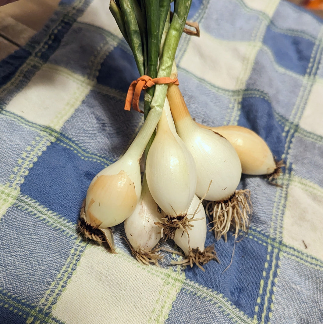 Garlic/onions