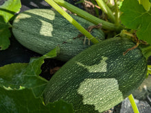 Load image into Gallery viewer, Summer squashes
