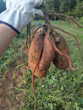 Load image into Gallery viewer, Sweet potato lb
