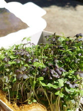 Load image into Gallery viewer, Living microgreens (in stock soon)
