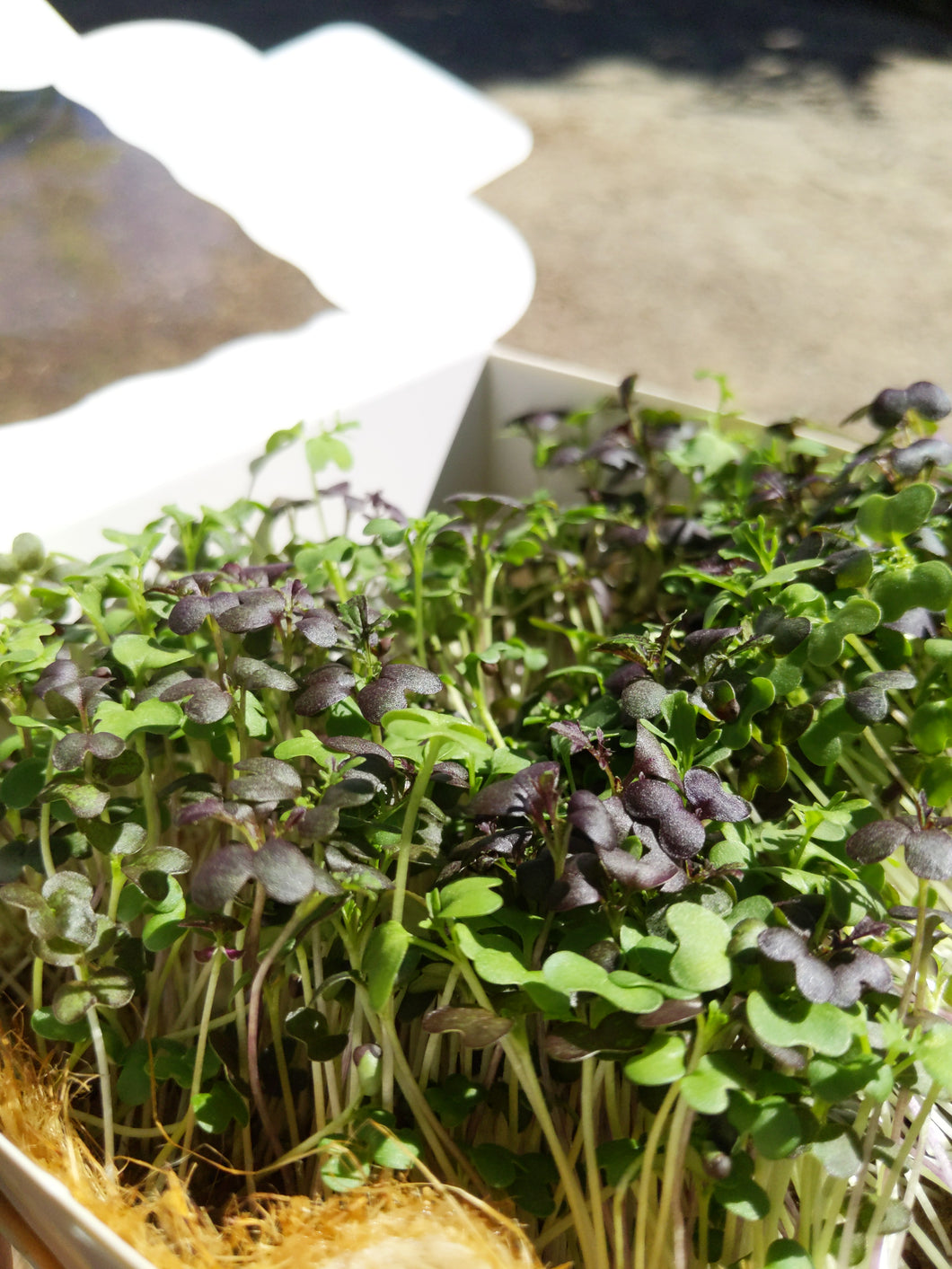 Living microgreens (in stock soon)