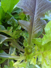 Load image into Gallery viewer, Greens/cabbage/collards
