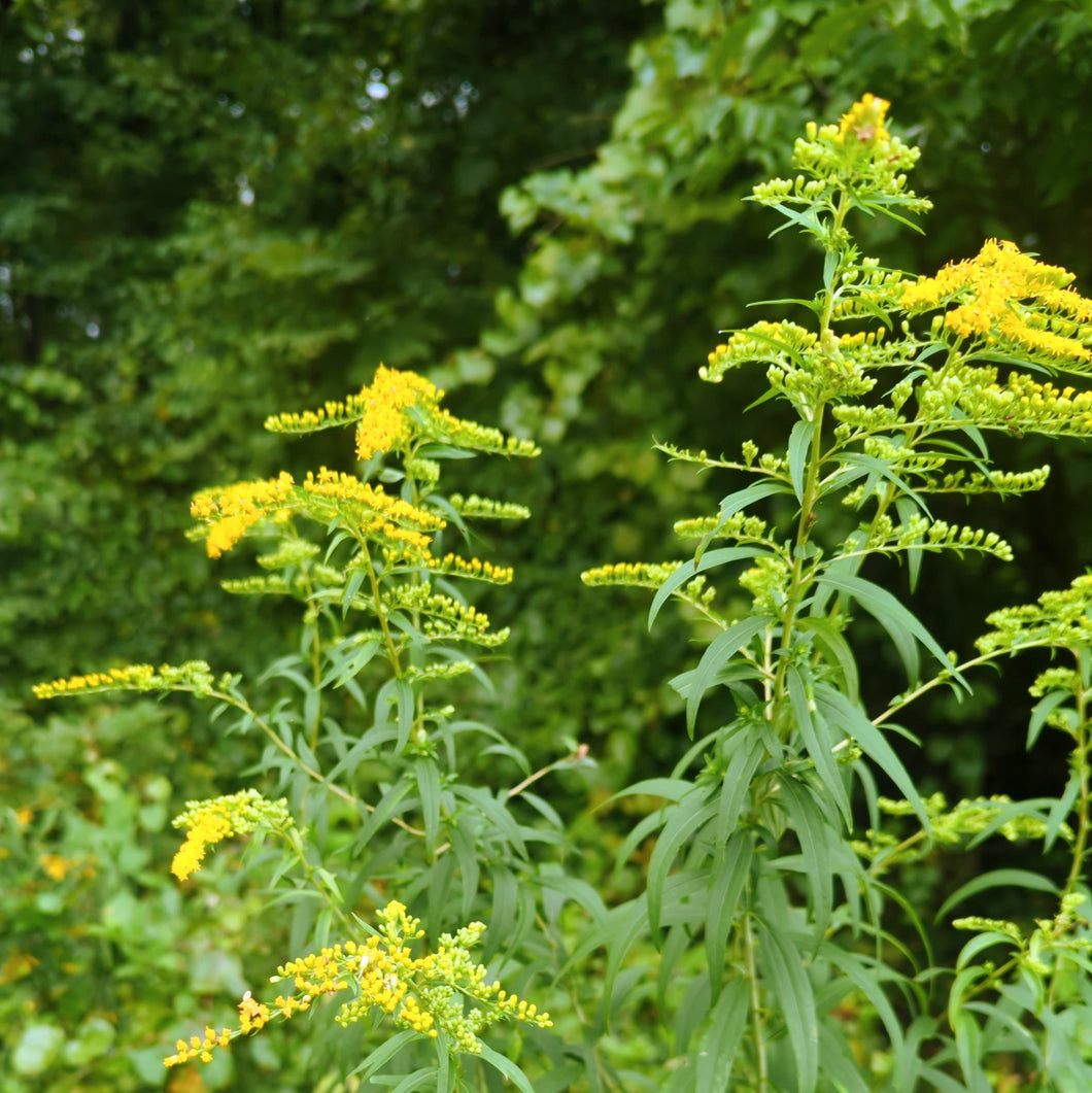 Medicinal herbs