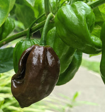 Load image into Gallery viewer, Farmer&#39;s choice variety
