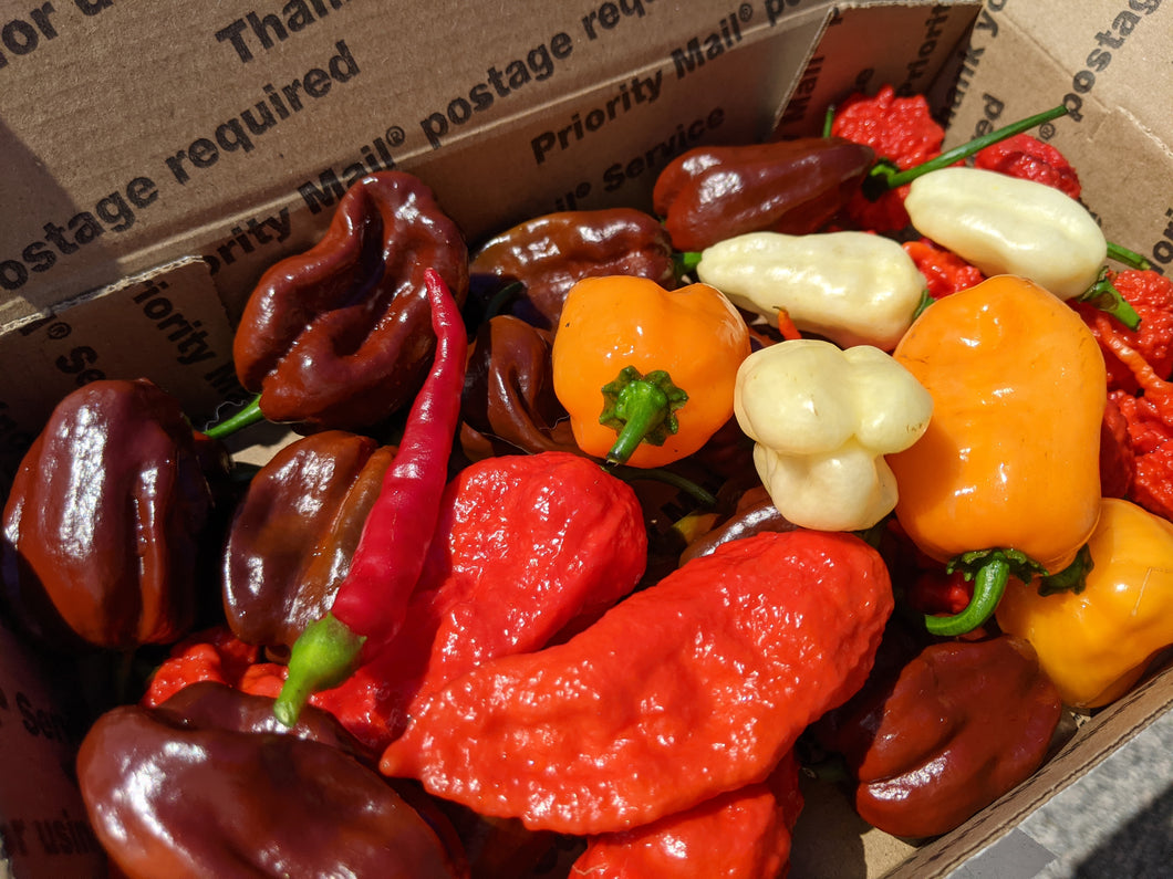 Farmer's choice variety