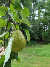 Load image into Gallery viewer, Tree fruits and nuts
