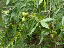 Load image into Gallery viewer, Tree fruits and nuts
