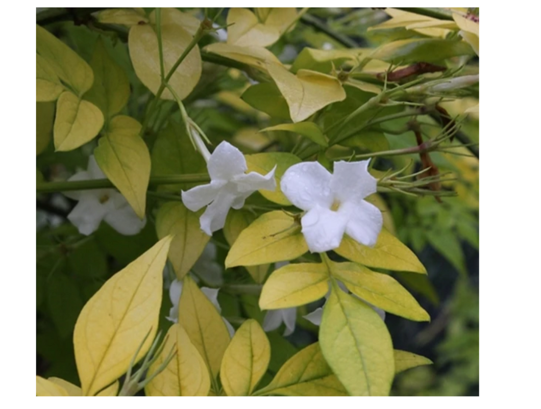 TRUE jasmine plant