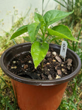 Load image into Gallery viewer, Pepper Seedlings (local order)
