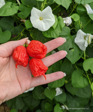 Load image into Gallery viewer, Pepper Seedlings (local order)
