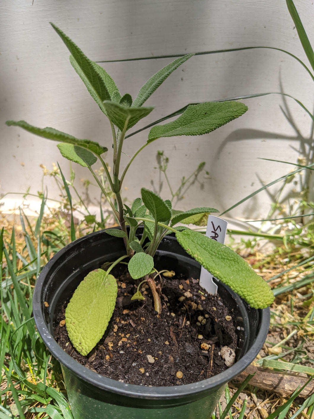 Sage Plant